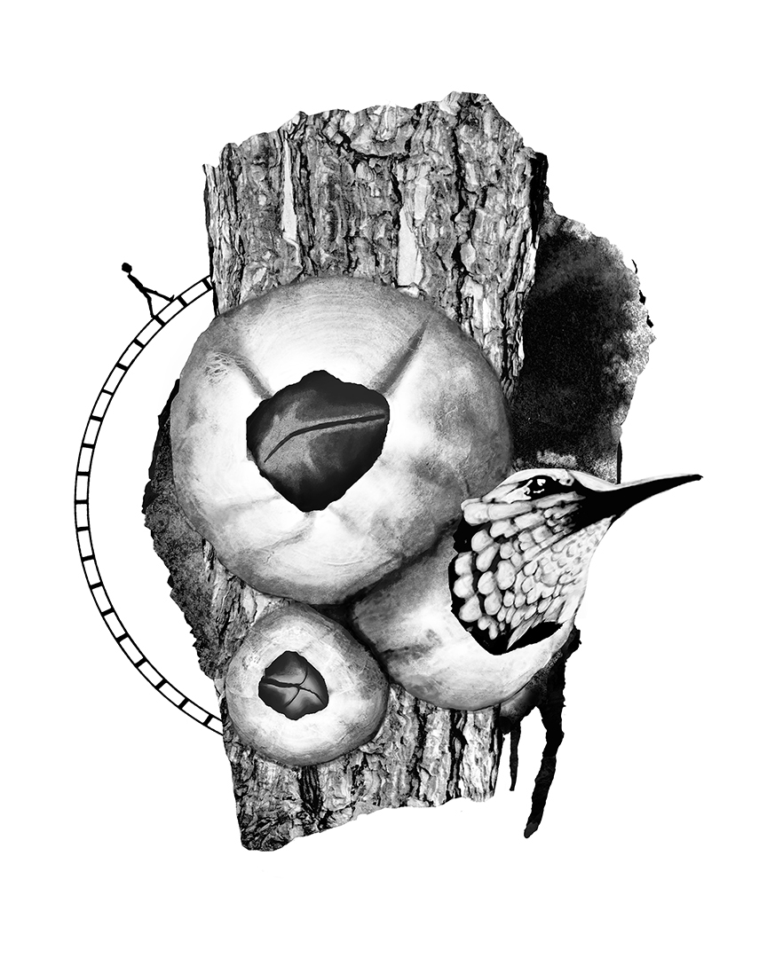 Photo montage Claude Peyrouse