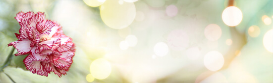 Banniere web pour fleuriste